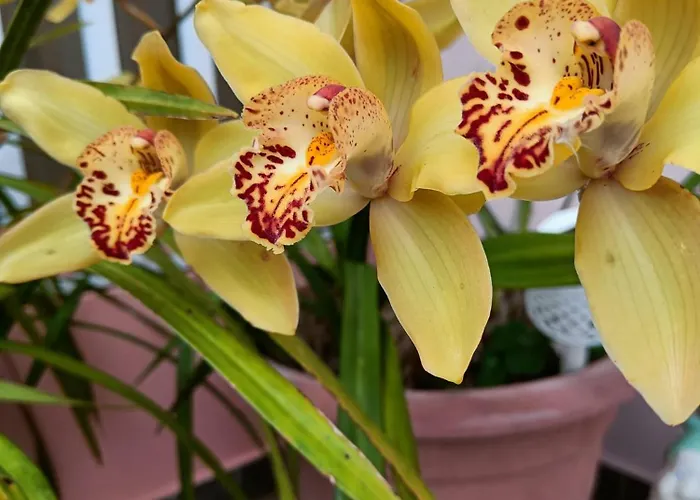 Apartamento Golden Sun Refugio