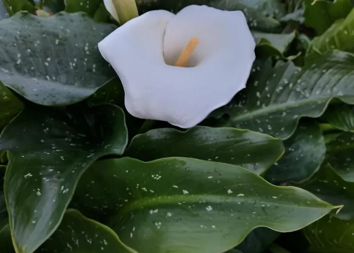 Golden Sun Refugio Estreito Da Calheta